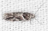 Recurvaria nanella