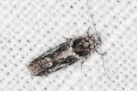 Recurvaria nanella