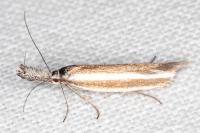 Pleurota aristella