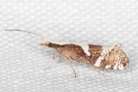 Eidophasia syenitella