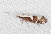 Eidophasia syenitella