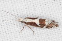 Eidophasia syenitella