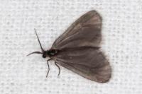 Apterona helicoidella