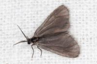 Apterona helicoidella