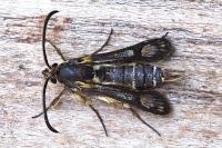 Chamaesphecia bibioniformis