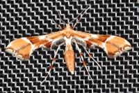Cnaemidophorus rhododactylus