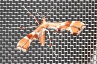 Cnaemidophorus rhododactylus