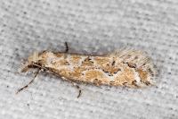Ateliotum hungaricellum