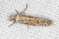 Ateliotum hungaricellum
