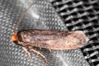 Cephimallota crassiflavella