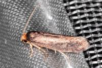 Cephimallota crassiflavella
