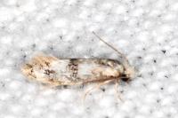 Infurcitinea atrifasciella
