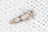 Infurcitinea atrifasciella