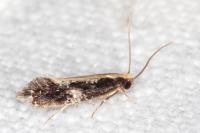 Monopis obviella