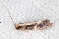 Monopis obviella