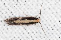 Monopis obviella