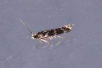 Oxypteryx wilkella