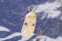 Agonopterix propinquella