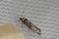 Paraswammerdamia nebulella