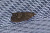 Dichrorampha simpliciana