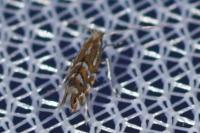 Phyllonorycter insignitella