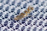 Phyllonorycter insignitella