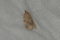 Clepsis consimilana