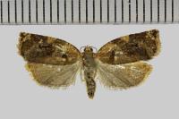 Archips xylosteana