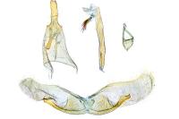Oegoconia caradjai