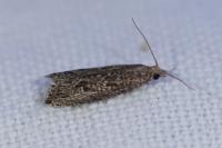Bactra