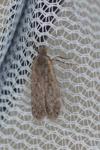 Bryotropha figulella