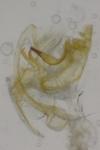 Bryotropha figulella