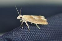 Eucosma conterminana