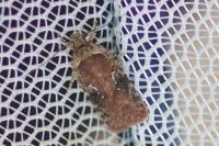 Agonopterix purpurea