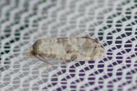 Neocochylis molliculana