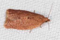 Clepsis consimilana