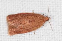Clepsis consimilana