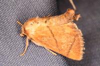 Apoda limacodes