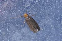 Cephimallota crassiflavella