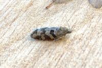 Cnephasia