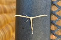 Emmelina monodactyla