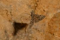 Alucita huebneri