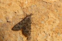 Alucita huebneri