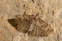 Alucita hexadactyla