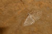 Alucita hexadactyla