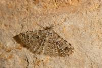 Alucita hexadactyla