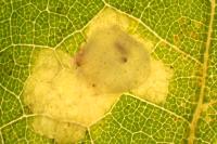 Tischeria ekebladella