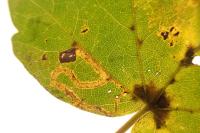 Stigmella aceris