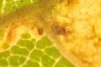 Stigmella aceris