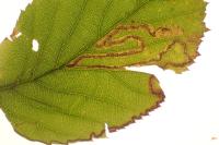 Stigmella microtheriella